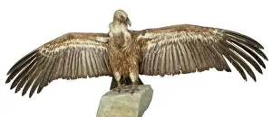 Griffon: Gyps fulvus, Eurasian griffon vulture