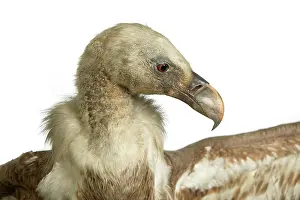Griffon: Gyps fulvus, Eurasian griffon vulture
