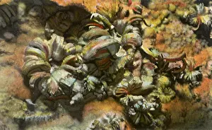 Gypsum: Gypsum Formation
