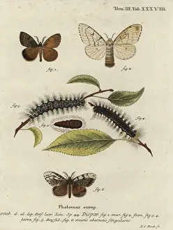 Dispar: Gypsy moth, Lymantria dispar