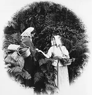 Teller: Gypsy palm reader