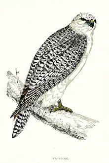 Gyrfalcon: GYRFALCON