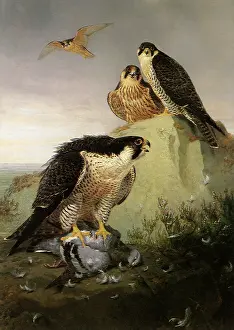 Falco: Gyrfalcon