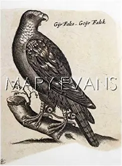 Gyrfalcon: GYRFALCON