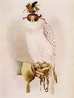 Falco: Gyrfalcon, Falco rusticolus