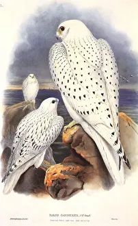 Falco: Three Gyrfalcons