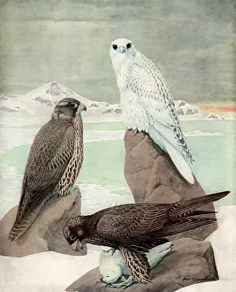 Gyrfalcon: Gyrfalcons