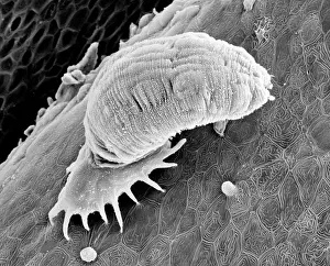 Salmoniformes: Gyrodactylus, aquatic parasite