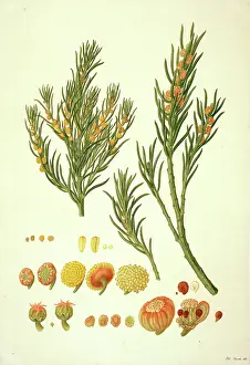Malvidae: Gyrostemon ramulosus, sandhill corkbark