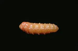 Rhinocerotidae: Gyrostigma rhinocerontis, botfly maggot