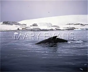 Humpback: H-BACK WHALE/ANTARCTICA
