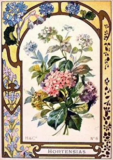 Retrographics Limited: H & Cie - Hortensias (Hydrangea) - No.6