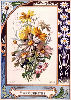 Marguerite: H & Cie - Marguerites - No.6