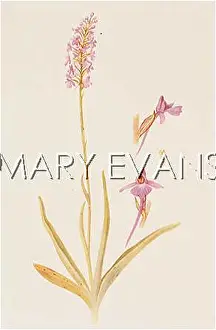 Scented: HABENARIA CONOPSEA