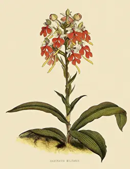 Militaris: Habenaria Militaris