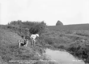 Snail: Habitat of Aplecta Hypnorum (Moss Bladder Snail), Mahee Is