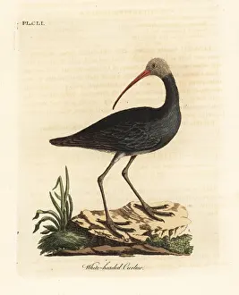 Curlew: Hadada or hadeda ibis, Bostrychia hagedash?