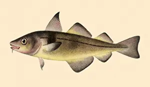 Haddock: Haddock