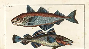 Haddock: Haddock and cod
