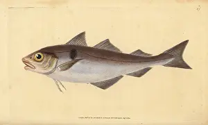 Haddock: Haddock, Melanogrammus aeglefinus. Vulnerable