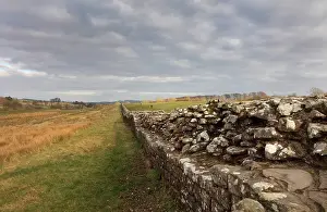 Whin: Hadrian's Wall, Cumbria, England