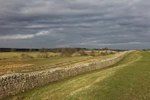 Whin: Hadrian's Wall, Cumbria, England