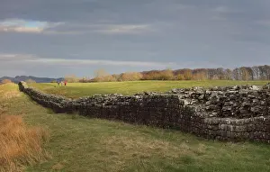 Whin: Hadrian's Wall, Cumbria, England