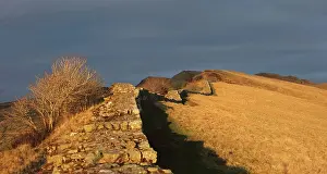 Whin: Hadrian's Wall, Northumberland, England