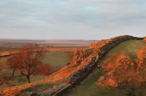 Whin: Hadrian's Wall, Northumberland, England