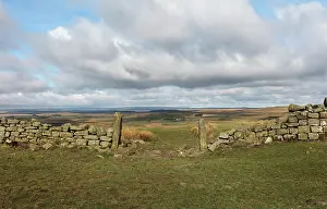 Whin: Hadrian's Wall, Northumberland, England