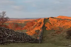 Whin: Hadrian's Wall, Northumberland, England
