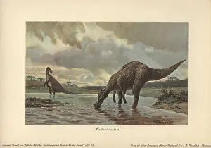 Duck Billed: Hadrosaurs or duck-billed dinosaurs of the