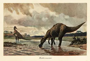 Hadrosauridae: Hadrosaurs or duck-billed dinosaurs feeding in a river