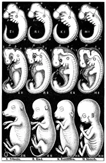 Gill: Haeckel's comparision of embryos of Pig, Cow