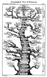 Displayed: Haeckel's scheme of evolution displayed in the
