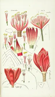 Amaryllidaceae: Haemanthus incarnatus