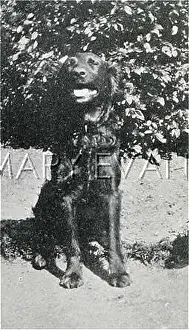 Haggard: HAGGARD'S DOG