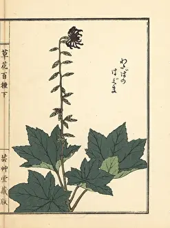 Hyakushu: Haguma or Ainsliaea acerifolia