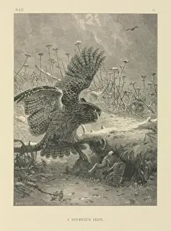 Strigiformes: A Hair-Breadth Escape