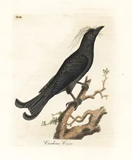 Drongo: Hair-crested drongo, Dicrurus hottentottus