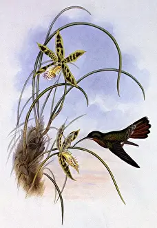 Throat: Hairy Hermit, Glaucis Hirsutus