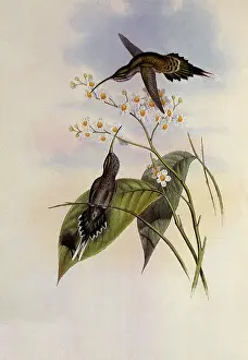 Hermit: Hairy Hermit, PhaEothornis Hispidus