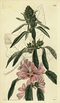 Ambiguous: Hairy lavatera, Lavatera hispida