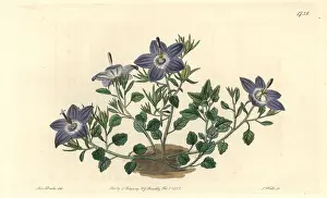 Fragilis: Hairy-leaved brittle bellflower, Campanula fragilis