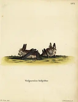 Hispidus: Hairy long-eared bat, Nycteris hispida