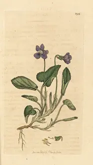 Hirta: Hairy violet, Viola hirta