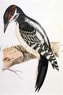 Villosus: HAIRY WOODPECKER