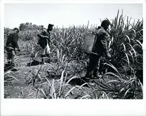 Plantations: Haitians Work Dominican Republic Sugar Fields