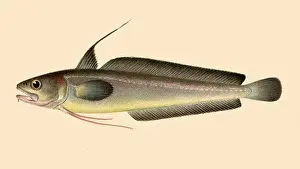 Relative: Hake