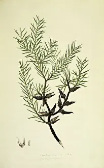 Owlet: Hakea teretifolia, dagger hakea